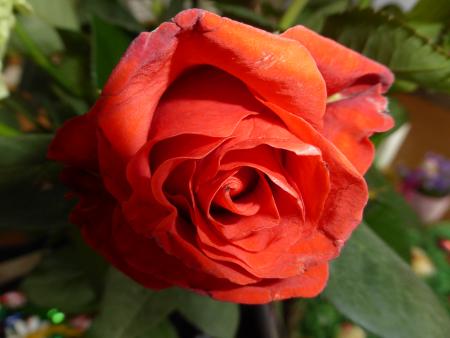 Rosen am Muttertag